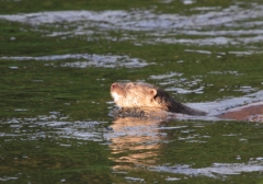 Otter in river Dee